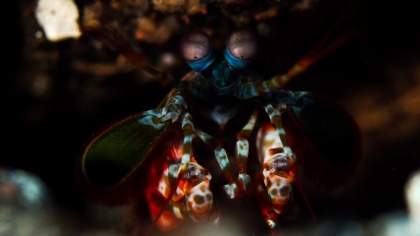 Mantis Shrimp 3 by Michael Brown